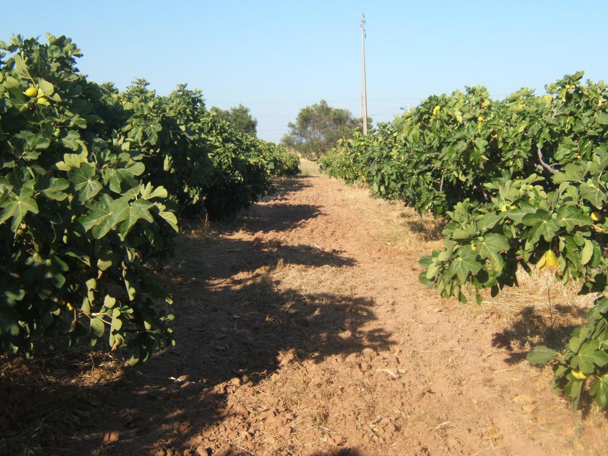 Willa Quinta Da Fornalha - Santuario Agroecologico Castro Marim Zewnętrze zdjęcie